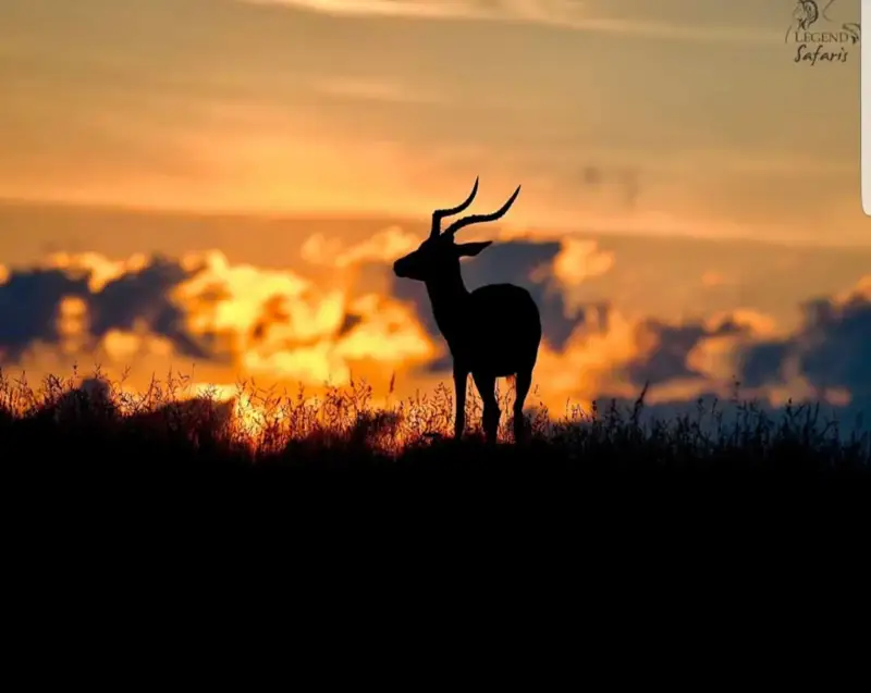 Wildlife Photography at Paurosa