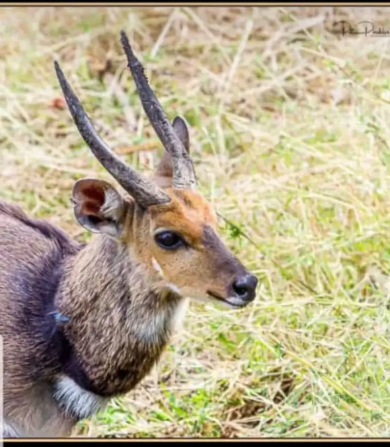 Wildlife Hides at Paurosa