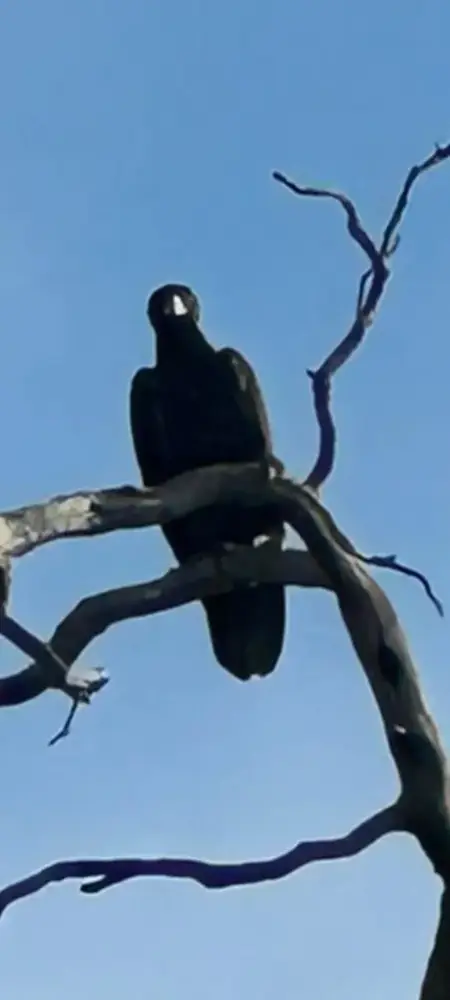 A bird of prey perched on a bare tree branch against blue sky