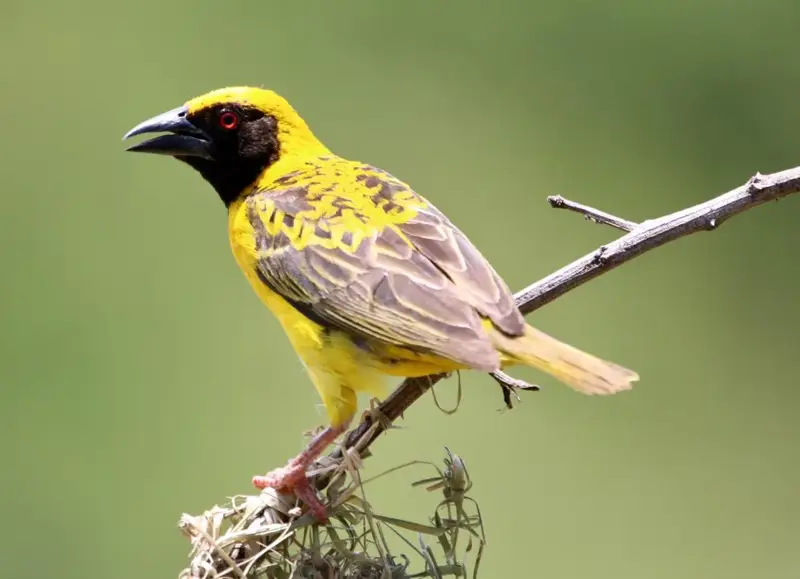 Birdwatching at Paurosa