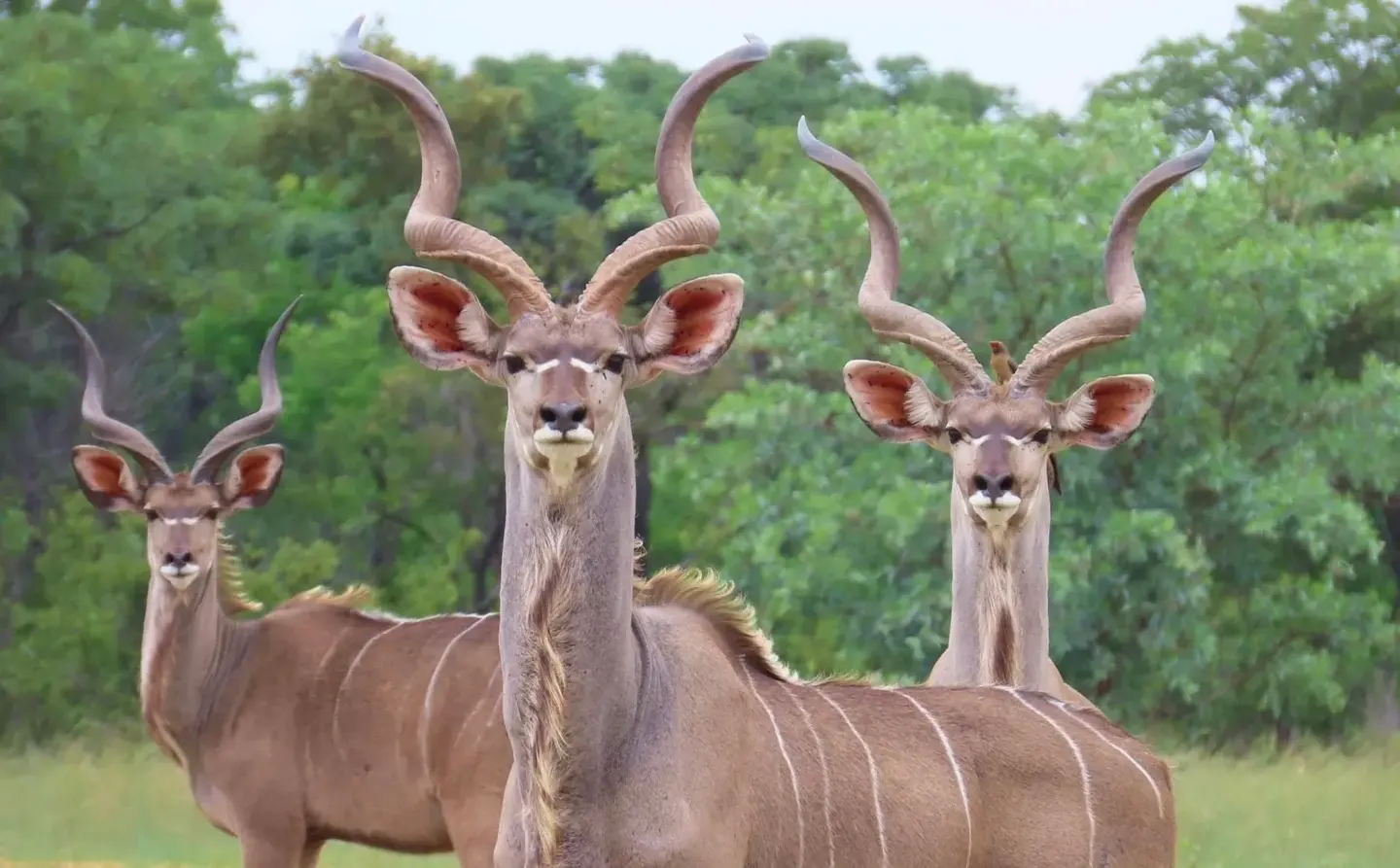 Wildlife at Paurosa