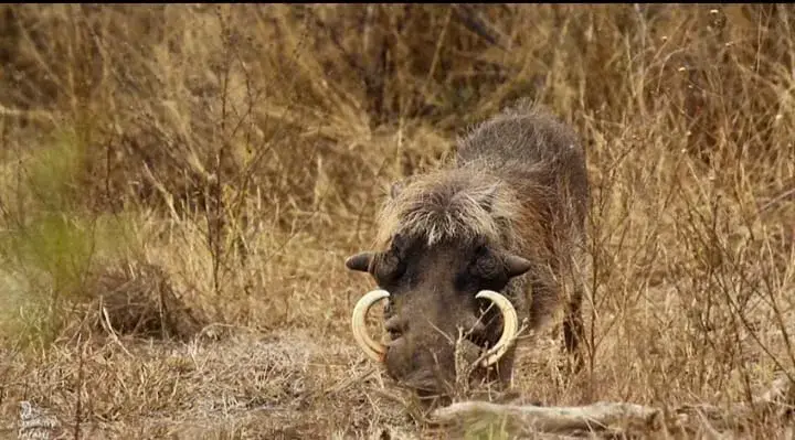 A warthog resting in dry grass with prominent curved tusks
