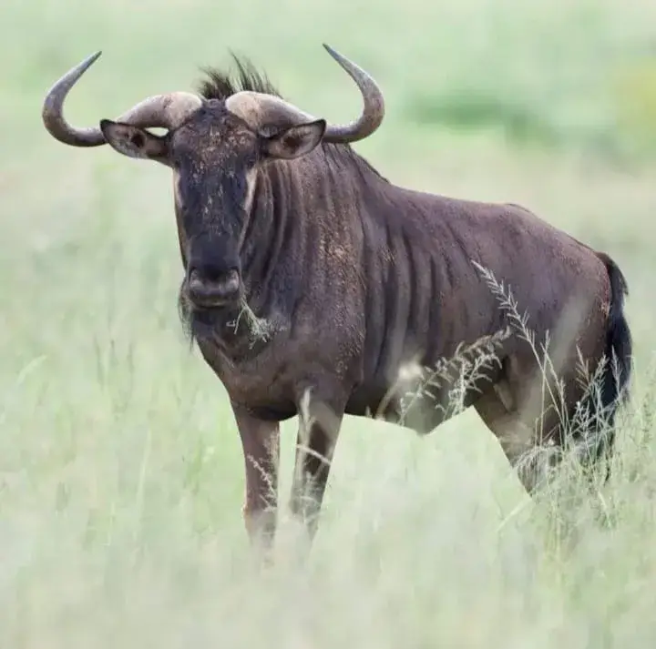 A wildebeest in pale green grass looking towards the camera