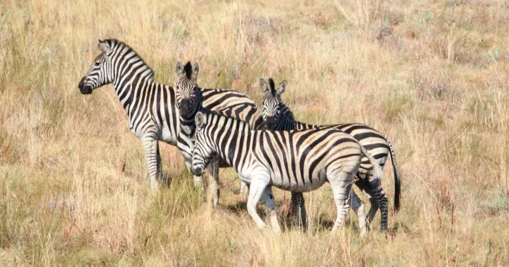 A herd of zebras on Paurosa’s grasslands